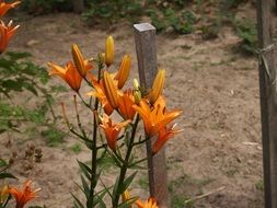 flower of the garden