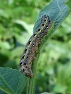 coseup photo of caterpillar on a green leaf on a background of nature