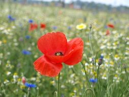 red poppies, white daisies and blue cornflowers on the field