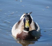 mallard calmly swims
