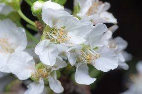 white blossom flower macro recording