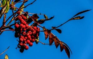 Bright rowan berries