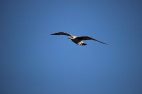 bird flight in a clear sky