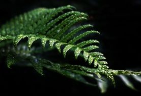 green fern leaf with dew drops, macro