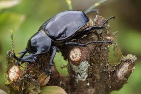 black beetle on a tree