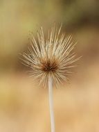 brown dry plant seed head close up