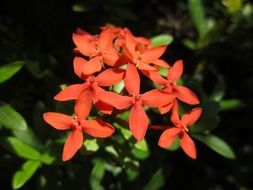 plant flower grass