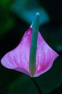 Pink arum spring flower
