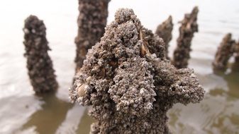 east frisia north sea nature