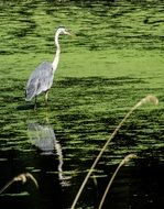 blue heron on a green pond