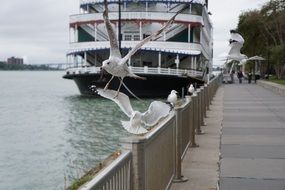 seagulls on metal fence river water nature