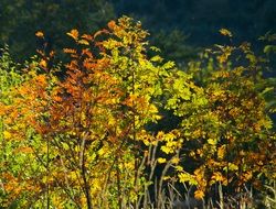 aesthetic autumn forest colors