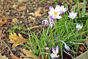 spring white crocus nature flowers