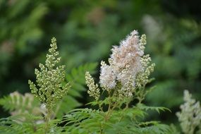 flower on a plant in a green forest