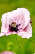 unimaginable spring nature flora