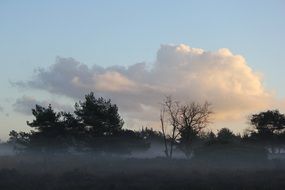 forest clouds