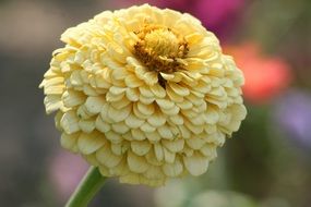 yellow chrysanthemum flower in the garden