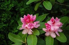 two flowers of rhododendron