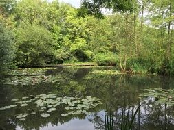lake with green leaves of water lily
