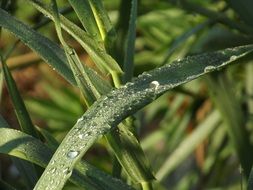 closeup photo of raindrops on green grass blades
