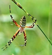 striped spider on cobweb