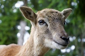 Portrait of the beautiful, colorful and cute polled goat near the green plants