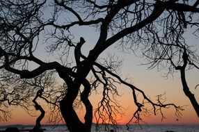 tree without leaves on sunset background