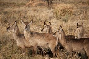 wild animals in savannah in Africa