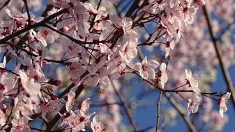 Pink spring plants