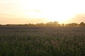 sunset field and bees