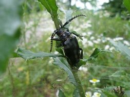 black beetle with a long mustache on a green stem close-up on blurred background