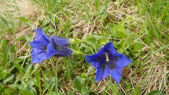 Blue gentian flowers