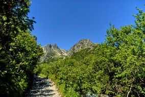 Tatry Slovakia forest path