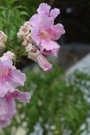 closeup photo of Pink ibiza pointed flowers