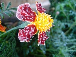 Side view of the colorful flower in the frost