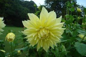 yellow dahlias blooming in park