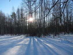 Sunrise in winter forest