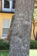 squirrel on a tree on the background of the house