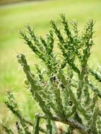 needles on the green cactus