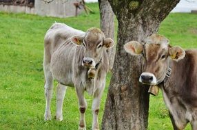 Two cows with bells