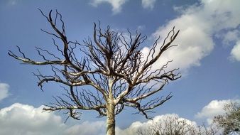 a beautiful branched tree