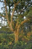 tree with green leaves