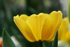 Side view of the beautiful yellow tulip flowers with green leaves