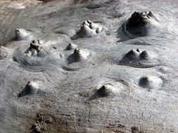surface of dry weathered tree stump