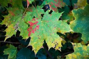 maple leaves in early autumn