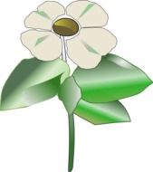 dogwood flower, illustration