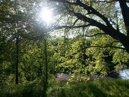 sunlight through green tree branches