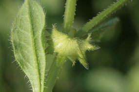 Macro photo of the green asperugo plant