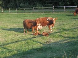 brown cows on a farm in summer