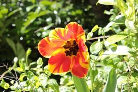 tulip under the bright sun